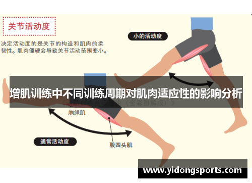 增肌训练中不同训练周期对肌肉适应性的影响分析